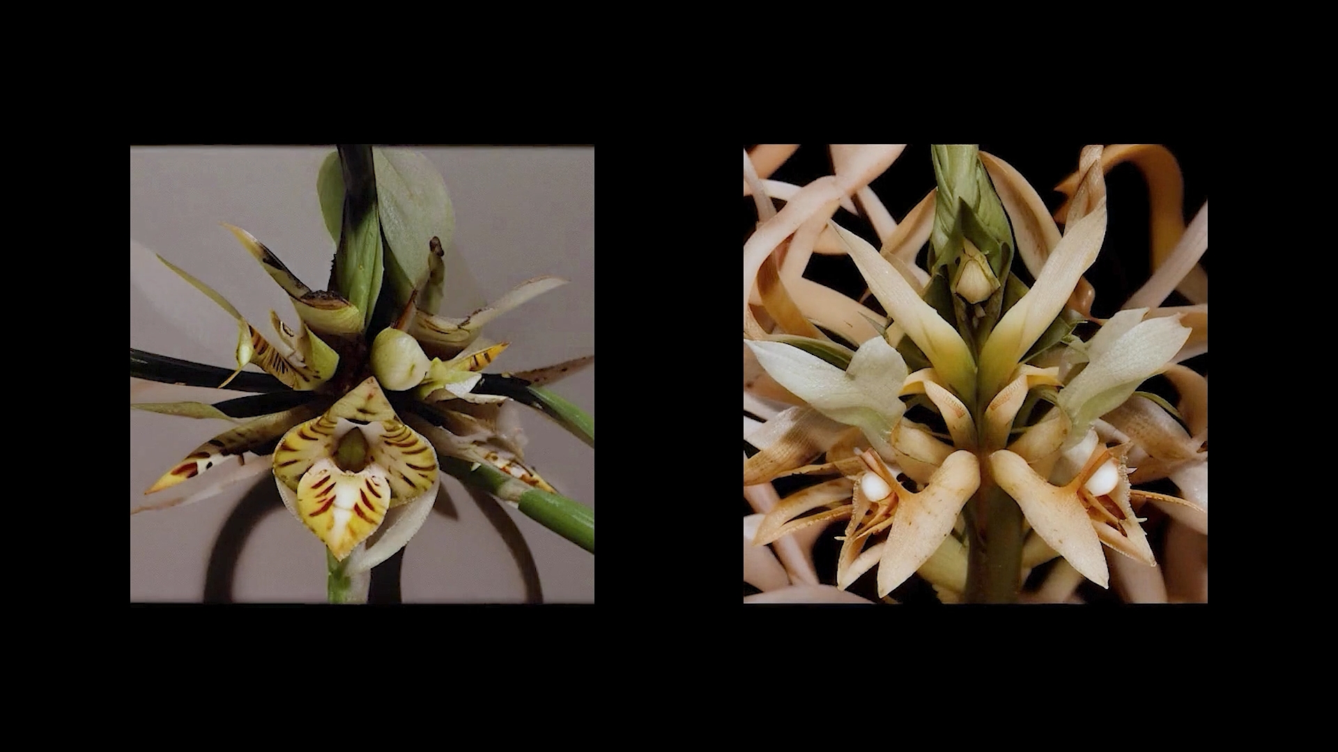Growth Image 2
